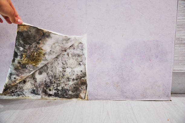 Best Home Mold Removal  in Cohoes, NY